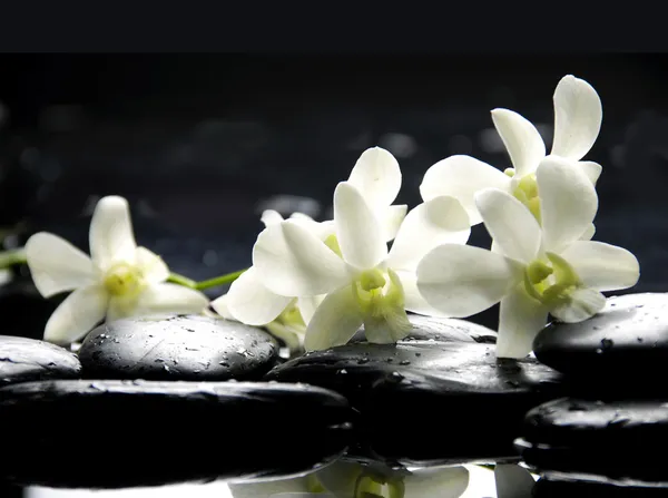 Stones and white orchid — Stock Photo, Image