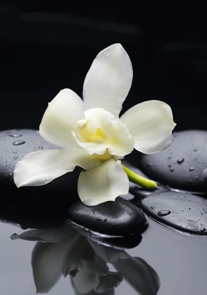 Stenar och vit orkidé — Stockfoto