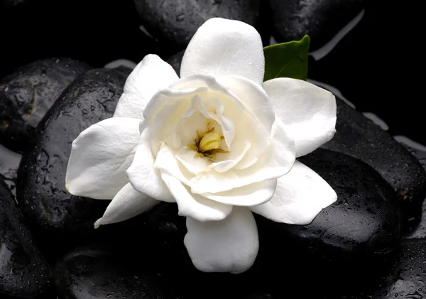 White gardenia flower