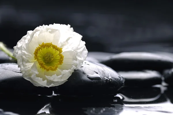 Mohn Blume mit Steinen — Stockfoto