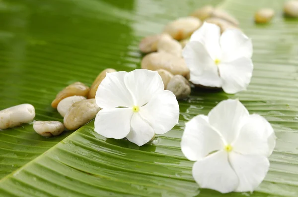 Hvit blomst av gardenia – stockfoto