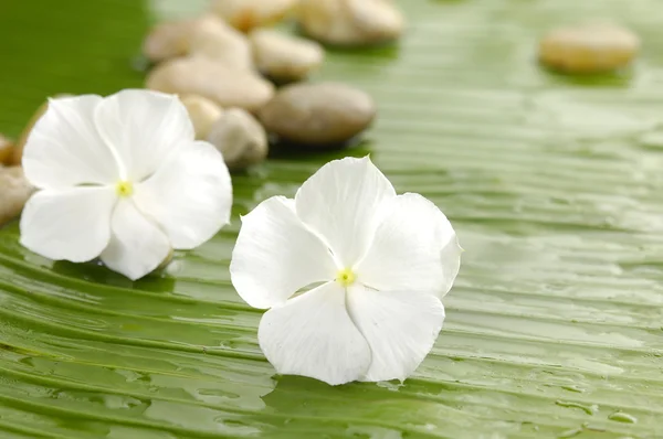 Белый цветок Гардении — стоковое фото