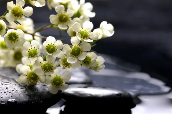 Cereza con piedras de terapia —  Fotos de Stock