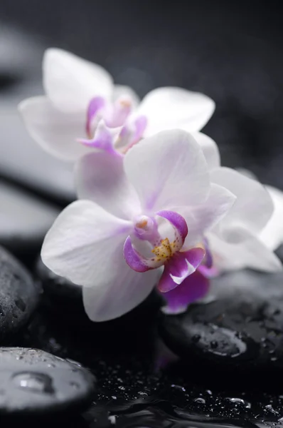 Natureza morta com orquídea — Fotografia de Stock