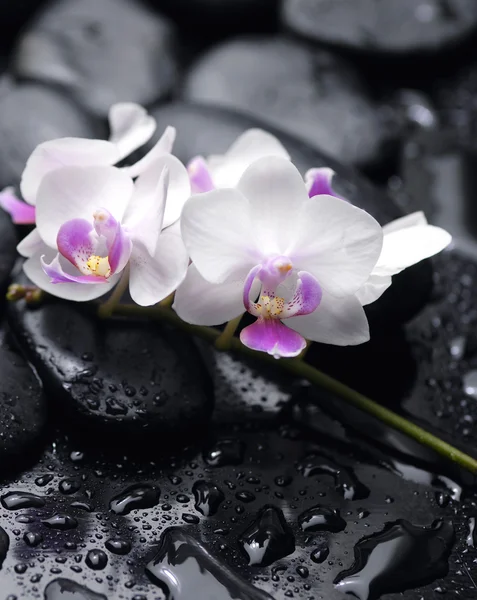 Stilleven met orchidee — Stockfoto