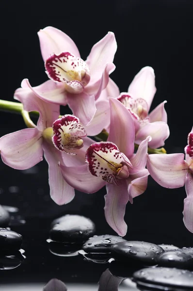 Natura morta con orchidea — Foto Stock