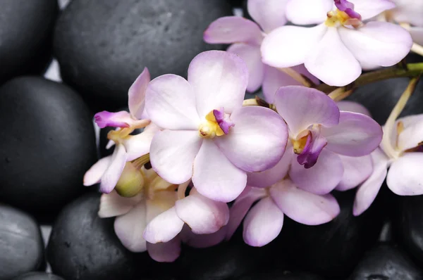 Natureza morta com orquídea — Fotografia de Stock