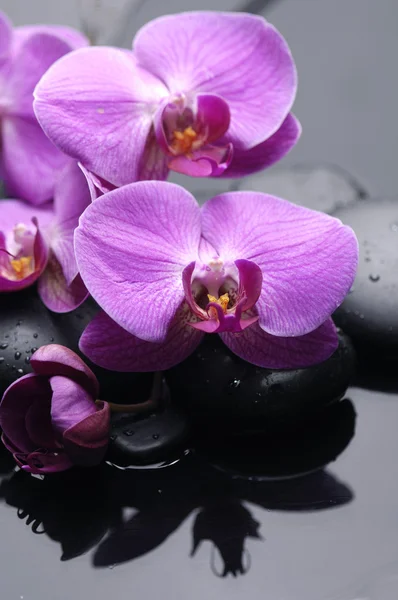 Natura morta con orchidea — Foto Stock
