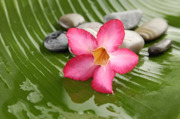 Red plumeria — Stock Photo, Image