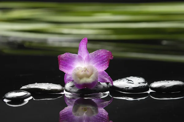 Натюрморт з орхідеєю — стокове фото