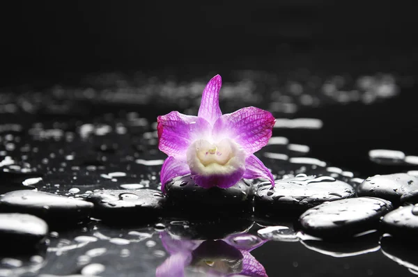 Stilleven met orchidee — Stockfoto