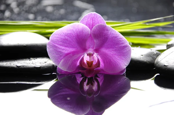 Orchidea con pietre zen — Foto Stock
