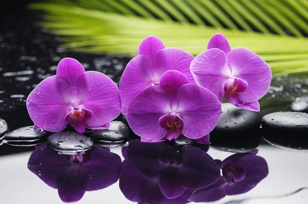 Orchidee mit Zen Steinen — Stockfoto