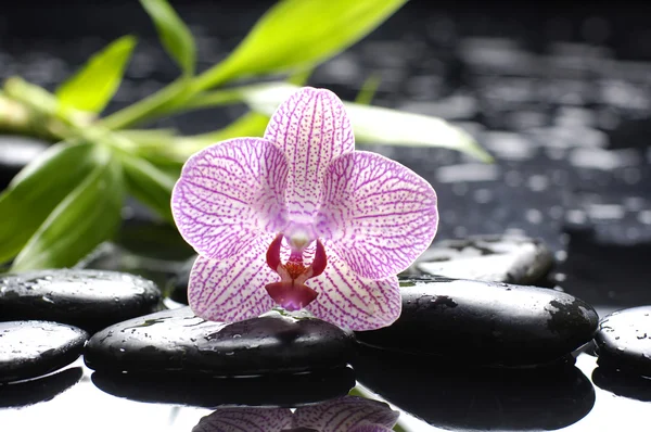 Orchidea con pietre zen — Foto Stock