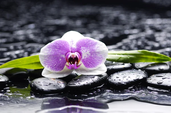 Орхидея с камнями дзен — стоковое фото