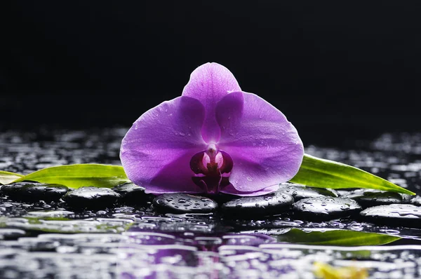 Orquídea con piedras zen —  Fotos de Stock