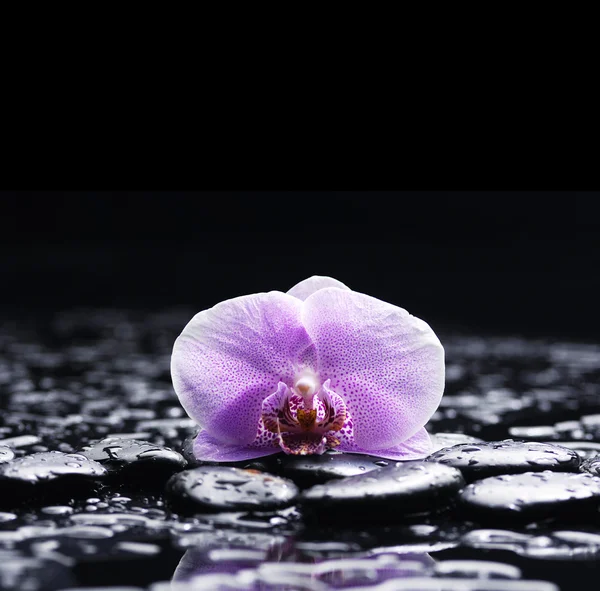 Orkidé med zen stenar — Stockfoto