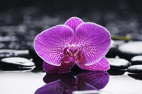 Orchidea zen kövekkel — Stock Fotó