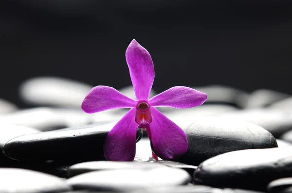 Орхідея з камінням дзен — стокове фото