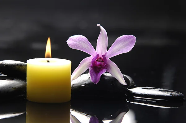 Zátiší s nádhernou orchidej — Stock fotografie