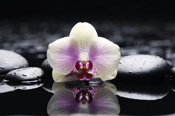 Orchidej s zen stones — Stock fotografie