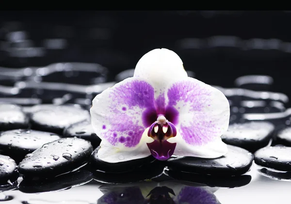 Orquídea com pedras zen — Fotografia de Stock