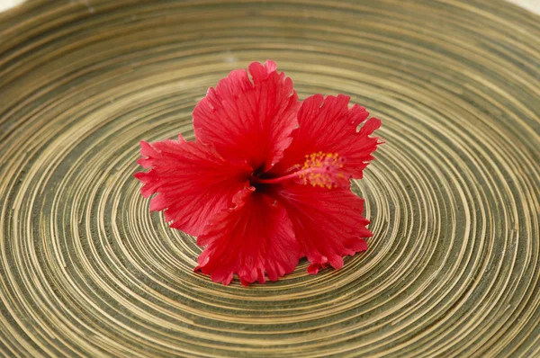 Flor de hibisco — Foto de Stock