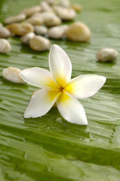 Frangipani on banana leaf — Stock Photo, Image