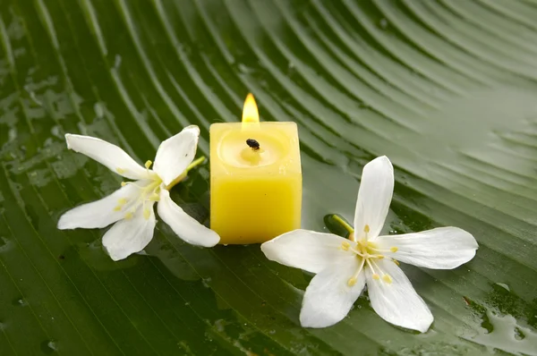 Frangipani and candle — Stock Photo, Image
