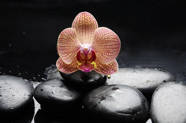 Orquídea hermosa con piedras zen —  Fotos de Stock
