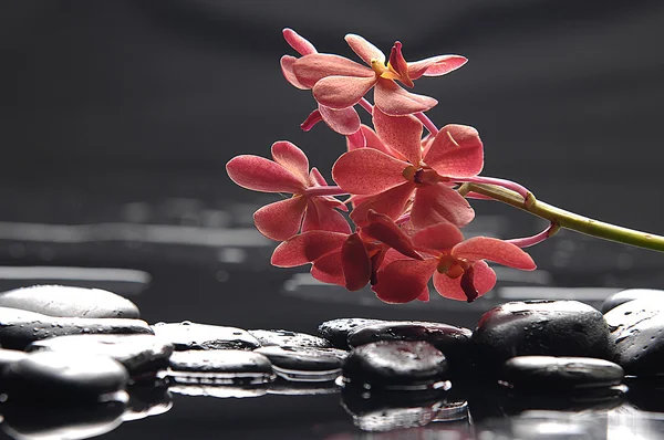 Orchidée et pierres noires — Photo