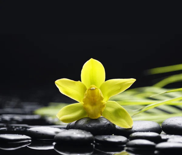 Orquídea e pedras pretas — Fotografia de Stock