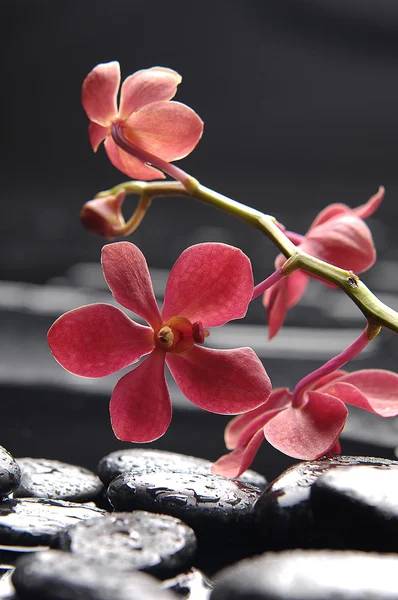 Orquídea linda — Fotografia de Stock