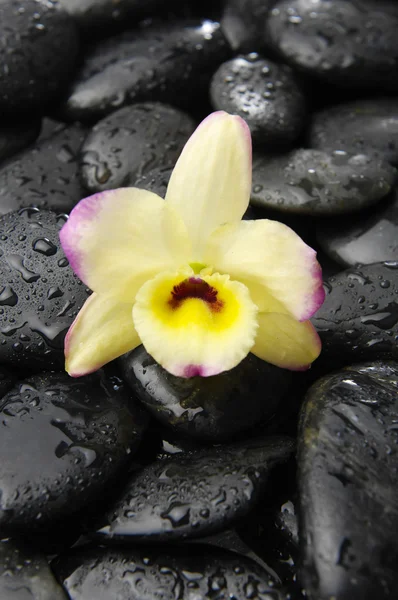 Чудова орхідея — стокове фото