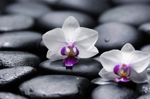 Splendida orchidea — Foto Stock