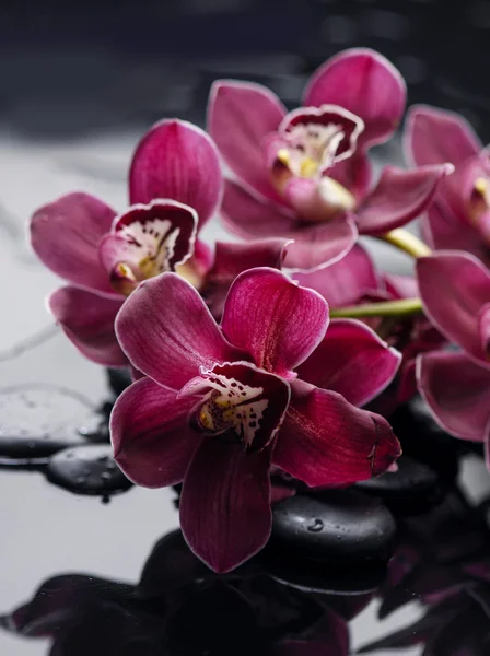 Prachtige orchid — Stockfoto