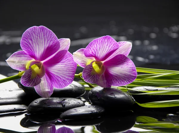 Spa still life — Stock Photo, Image