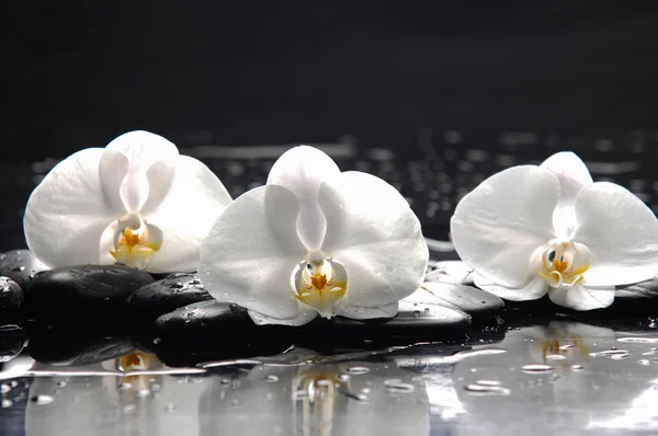 spa konsept
