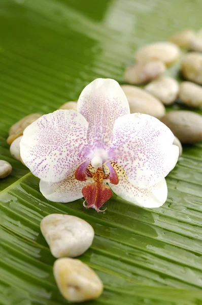 Orchid on leaf — Stock Photo, Image