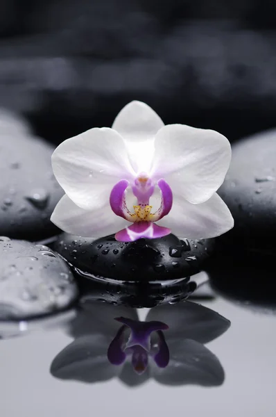 Orchid with  stones — Stock Photo, Image