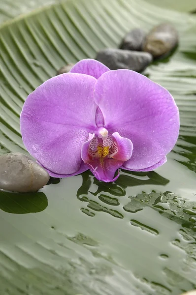 Orchidea su foglia — Foto Stock