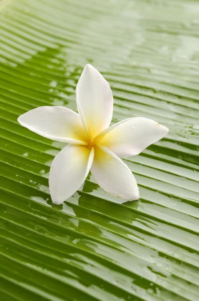 Frangipani — Stock Photo, Image