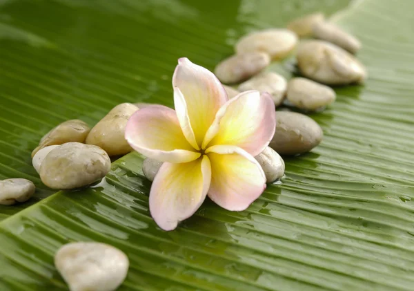 Flor de spa — Foto de Stock