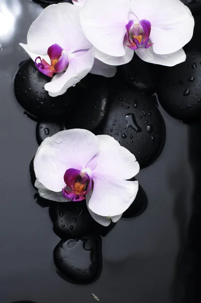 Stilleven met orchidee Stockfoto