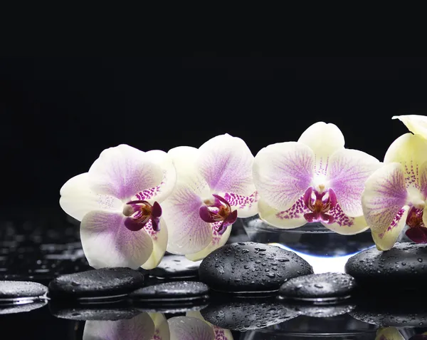 Orchid en zwarte stenen Rechtenvrije Stockfoto's
