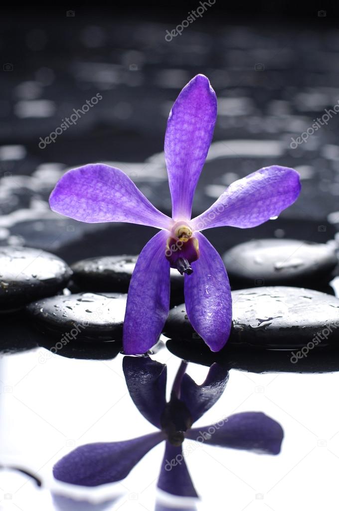 Eautiful orchid with zen stones