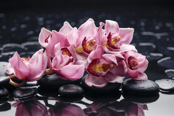 Zátiší s orchidejí — Stock fotografie