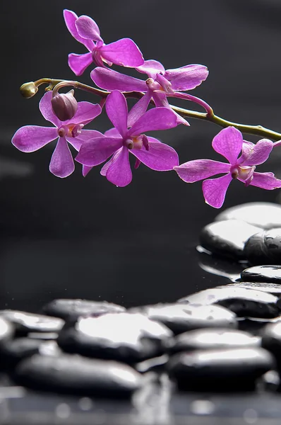 Martwa natura z orchideą — Zdjęcie stockowe