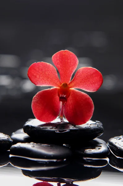 Spa still life — Stock Photo, Image