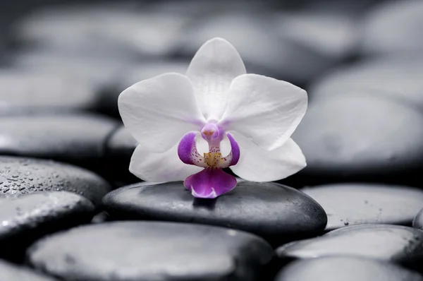 Spa still life — Stock Photo, Image